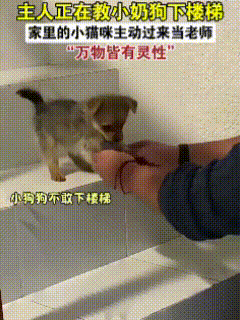 萌化了！这只猫咪竟然当起了小奶狗的“老师”！主人带回一只小狗宝宝，正想教它