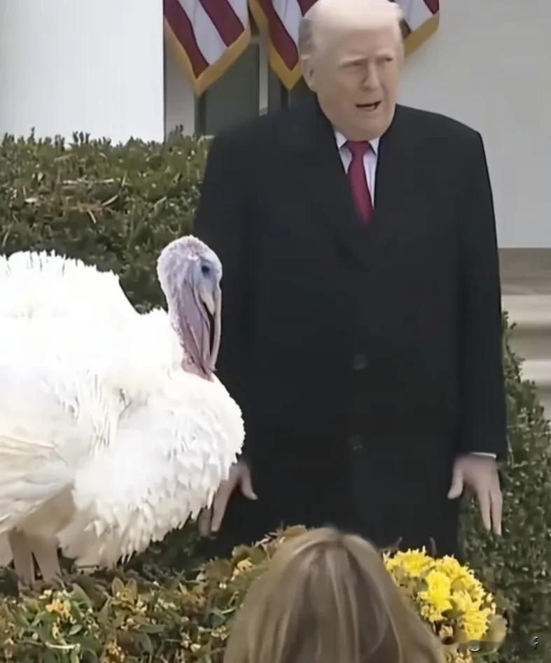 仇深似海！特朗普宁可赦火鸡也不肯赦免八十多岁的佩洛西老太太！据美媒报道，11月