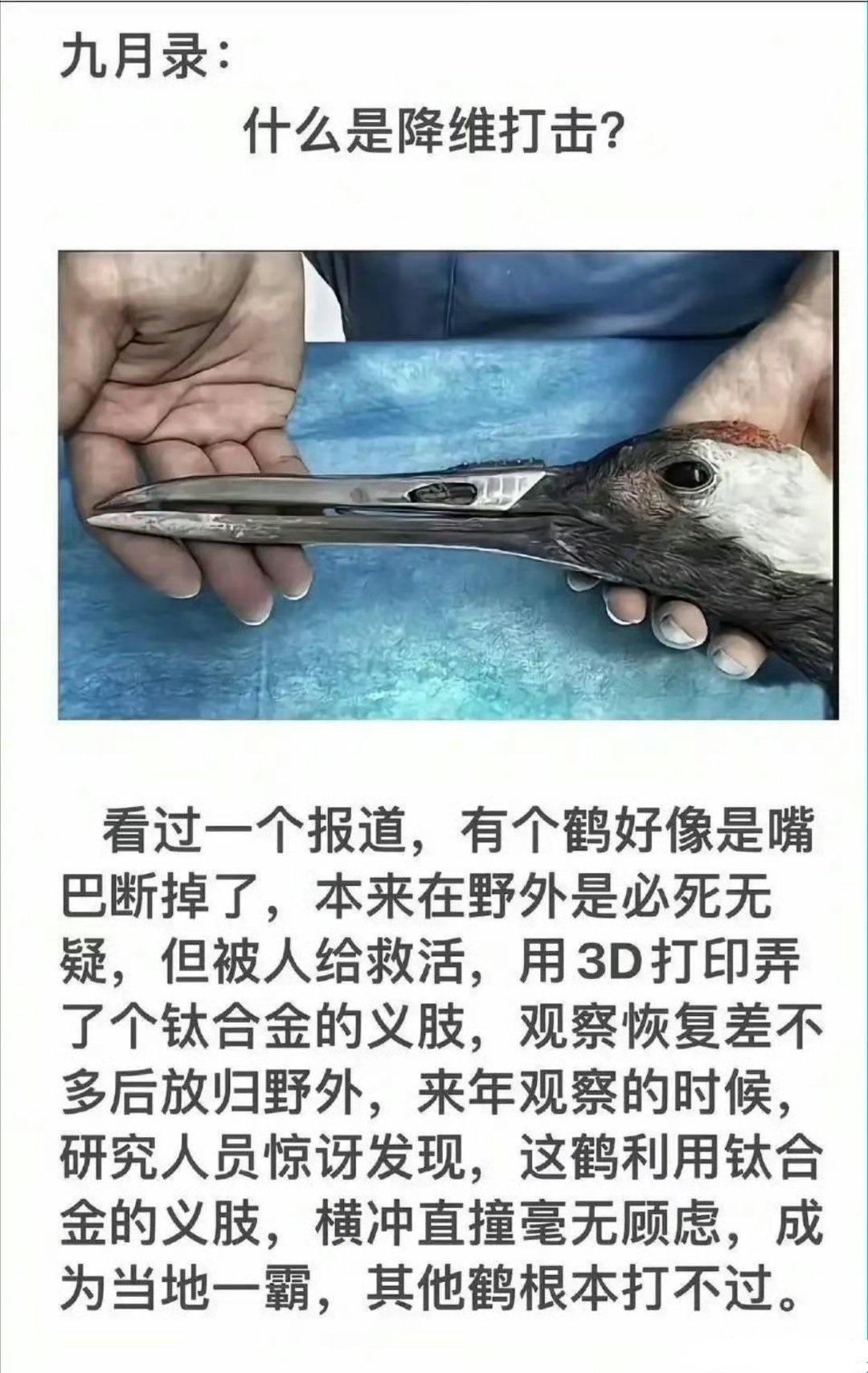 金刚鹤...