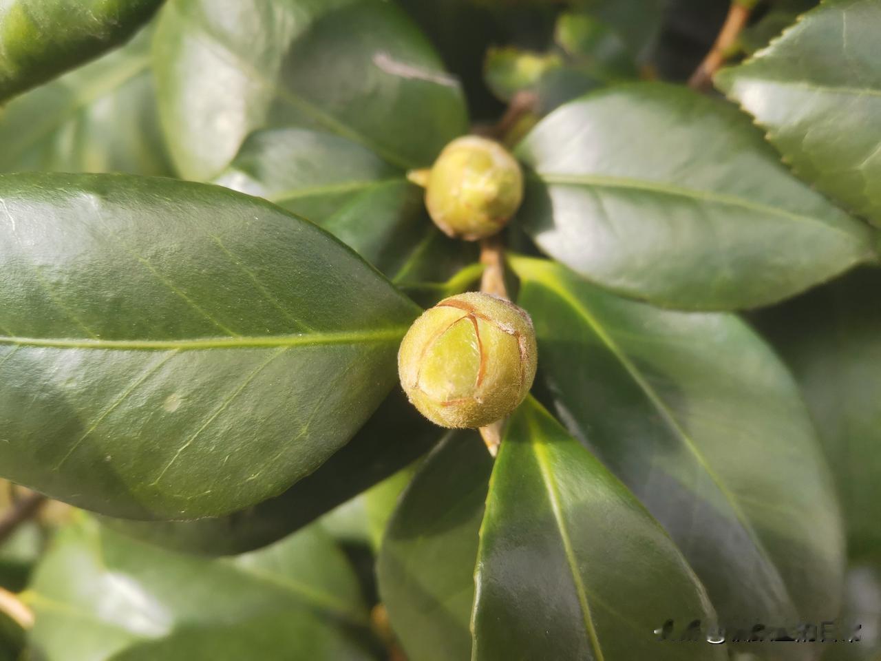 高血压病人，吃东西一定要注意，以下食物绝对不能吃的。1.西柚2.白酒