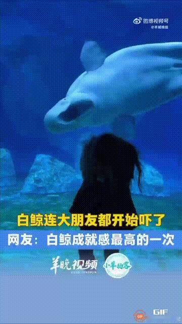 河南郑州一处海洋馆内，一名女子想和白鲸拍照，就让朋友帮忙录影，没想到白鲸游过来的