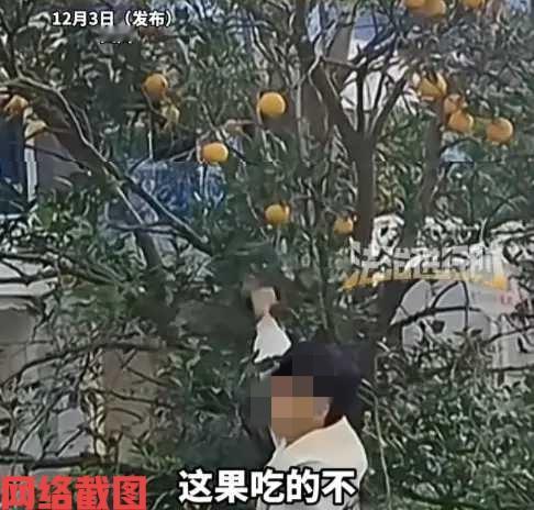 四川有男子逛公园看到内树上有果子。男子看这树上的果子还不错，心里便有想着摘个