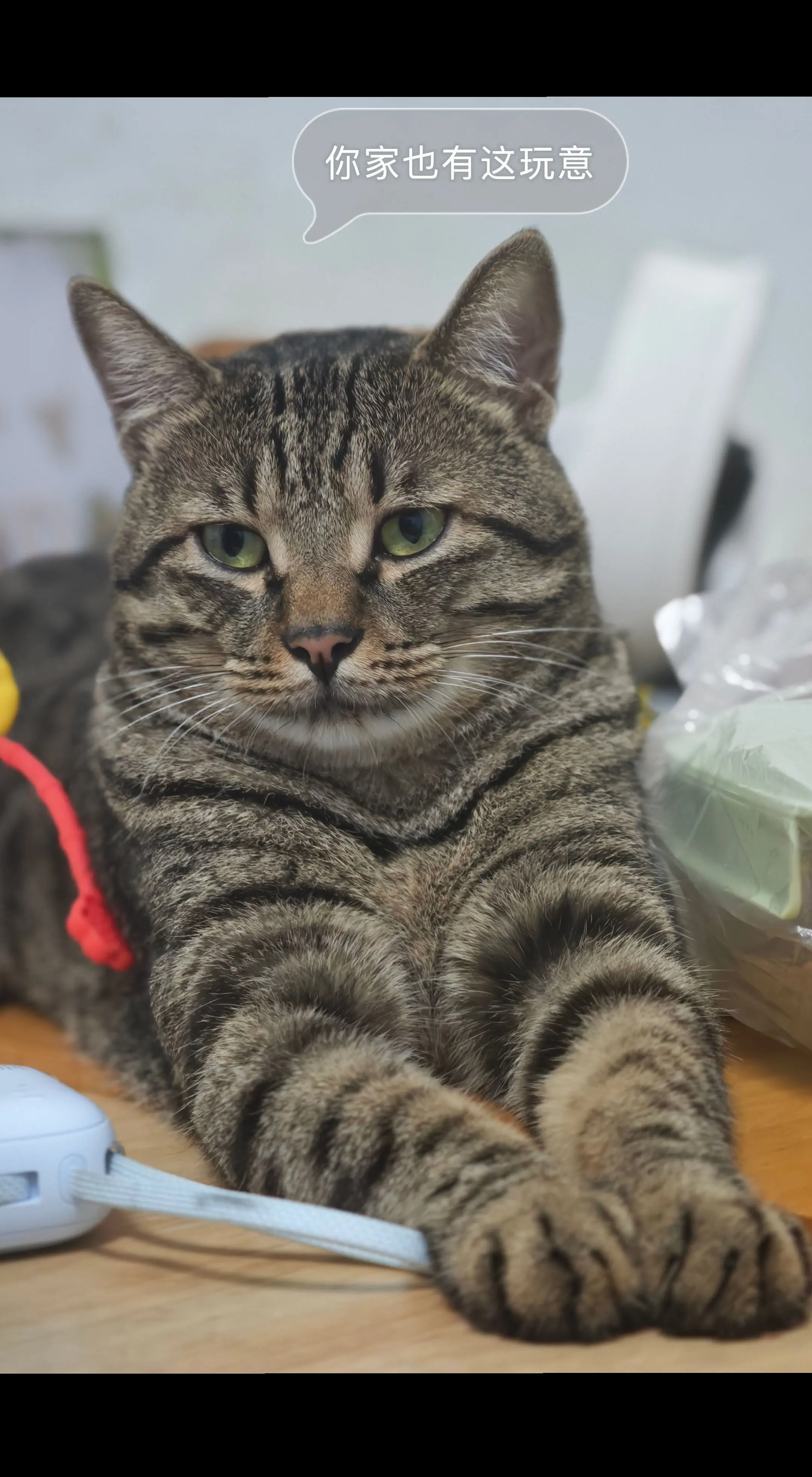 评论区看看你们的猫 狸花猫