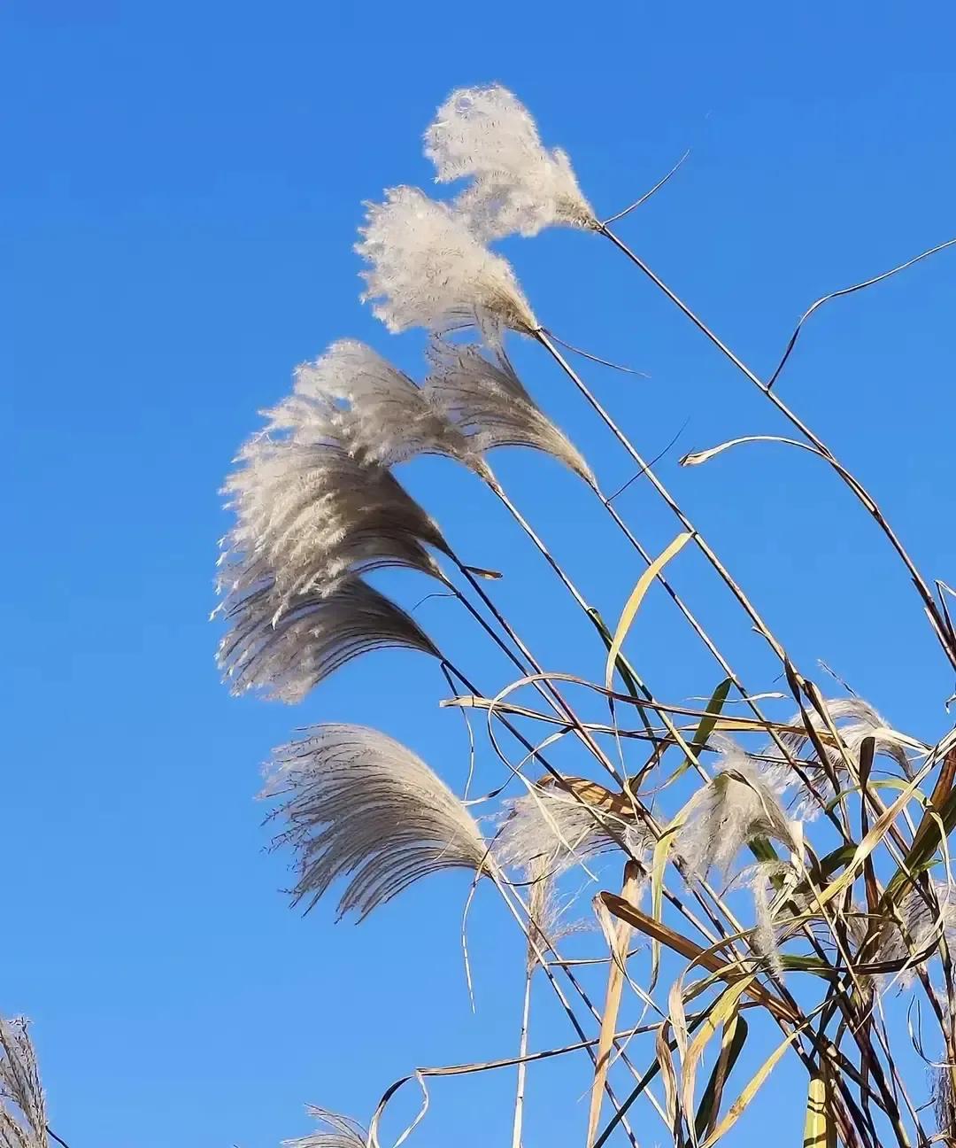 北大医学部八年制学霸姑娘读五年直接退学，转身去公司画人体器官图。县城状元光环说