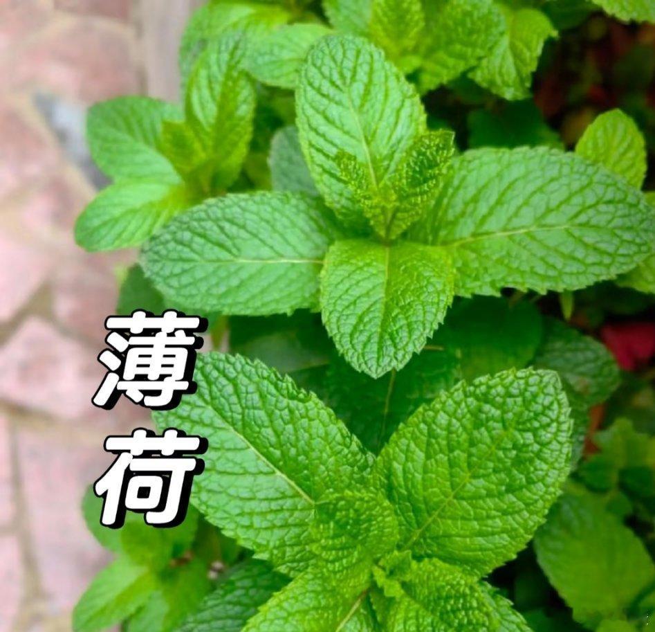 薄荷：清新草本的多样魅力薄荷，又有苏薄荷、南薄荷等诸多别称，还被叫做升阳菜、夜