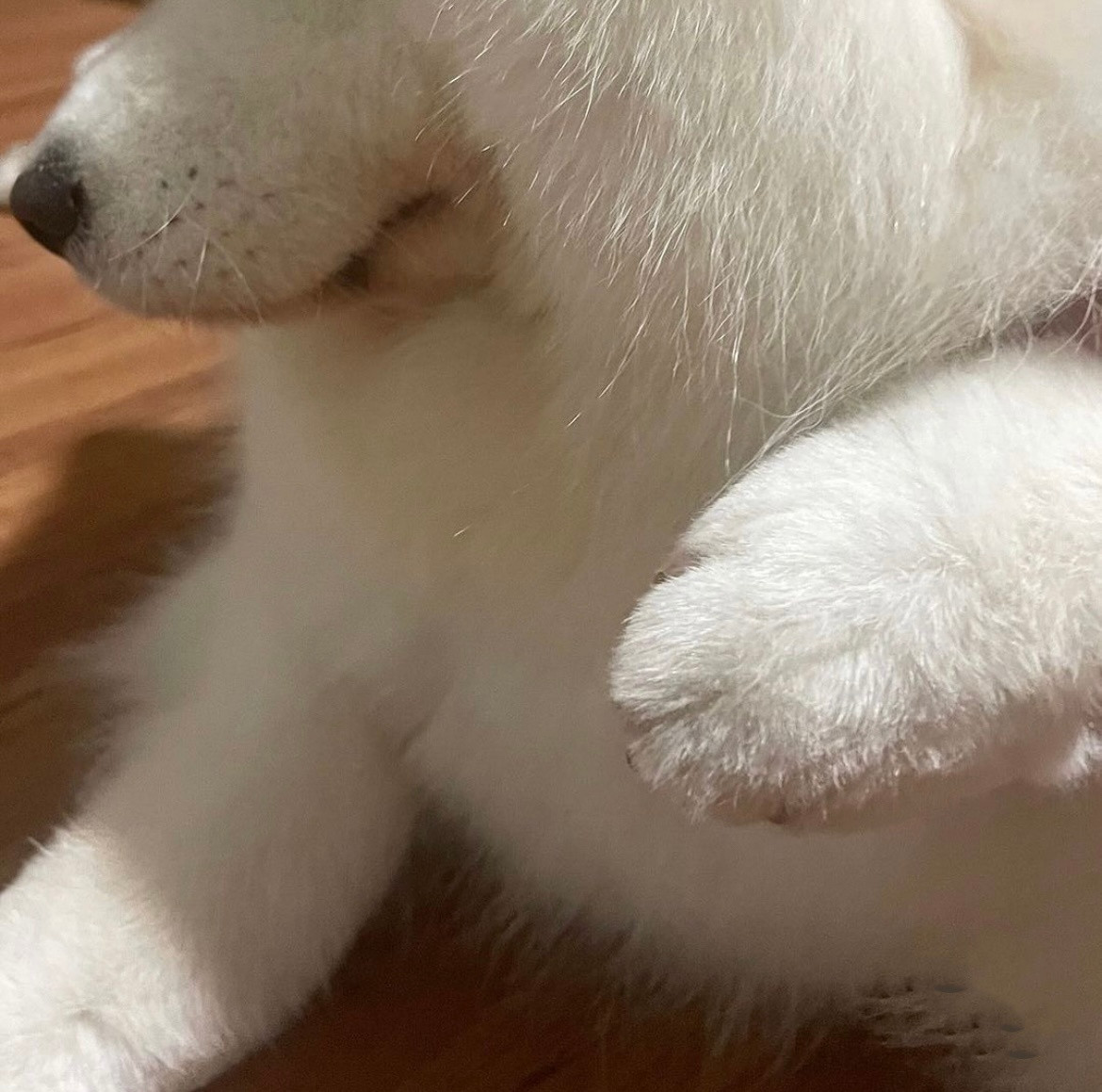 萨摩耶：这是我的爪爪，不是猪蹄​​​