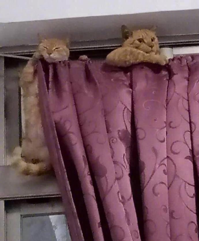 别以为我不知道你要对我这只可爱的小猫咪做什么，哼！