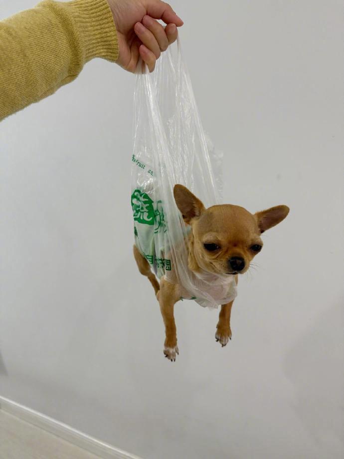 塑料袋会惩治每一个不听话的小狗