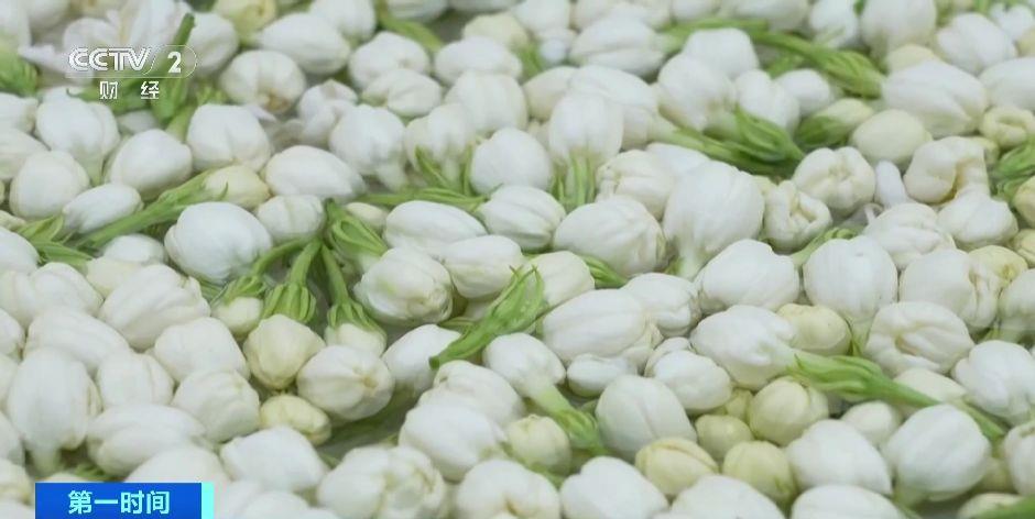 【解锁“花样美味”全球超60%的茉莉花产自这里】广西横州市茉莉花种植面积超1