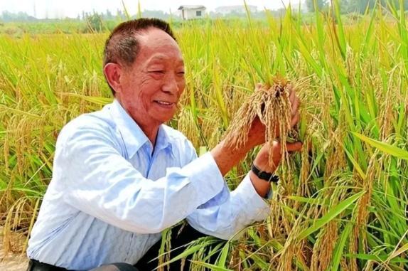 “应该立即死刑！”央视新闻在4月14日曝光了一起惊天大案：我国杂交水稻之