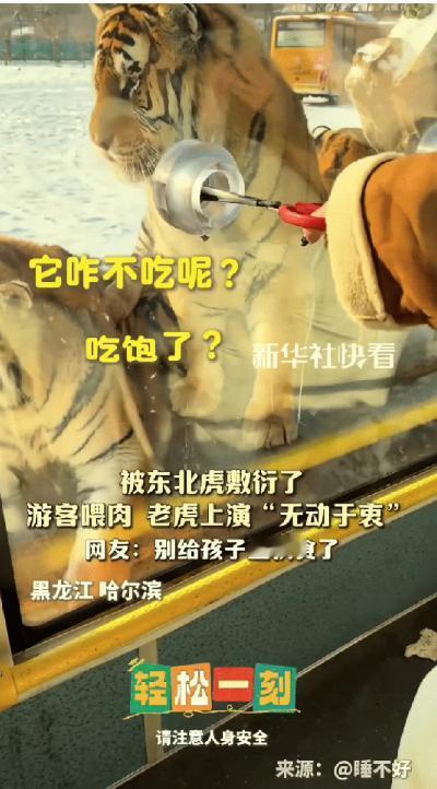 “笑不活了！”黑龙江，女子去东北虎林园打卡，特意买了牛肉去投喂老虎，本以为会被疯