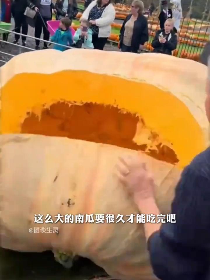 注意看，这就是老外种植的巨型南瓜，据说最重的有1000多公斤，能把一辆校车砸扁。