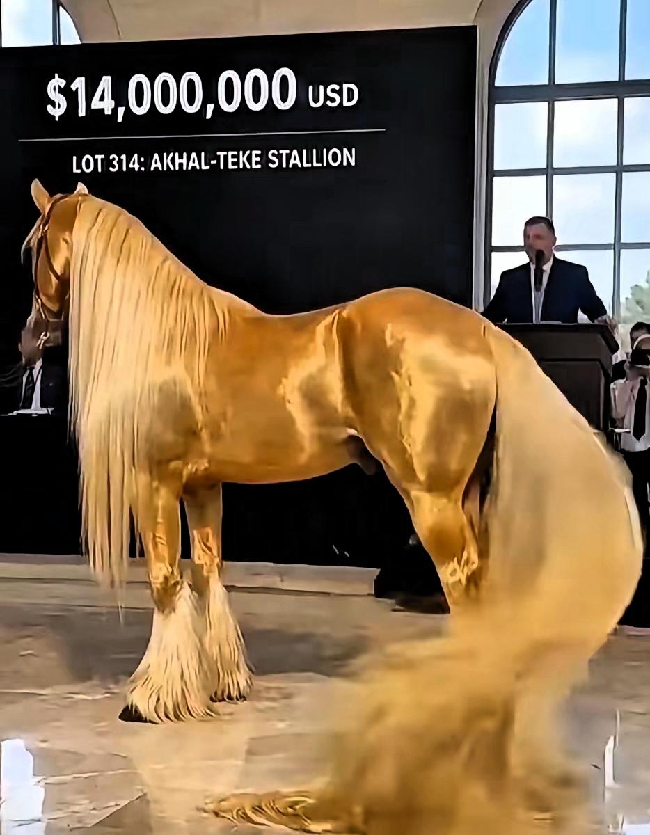 2019年，俄罗斯国际马匹拍卖会上，这匹源自土库曼斯坦的阿哈尔捷金马，也就是我们