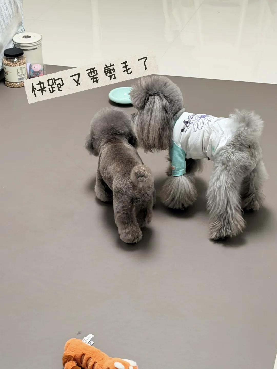 灰泰迪好难剪啊🤯