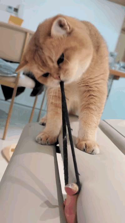 刚拿起一根皮筋就被猫咪一口咬住，猫咪不停的使劲后退，皮筋越拉越长。我不敢松手怕弹