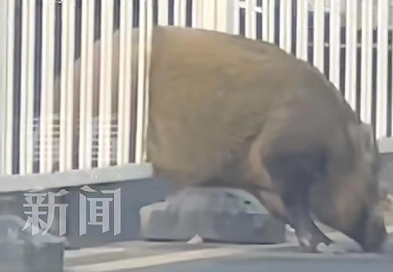 咱们的老伙计又回来了江苏南京机动车道又出现了熟悉的身影。在南京博物馆附近，一只