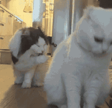神同步的猫猫​​​