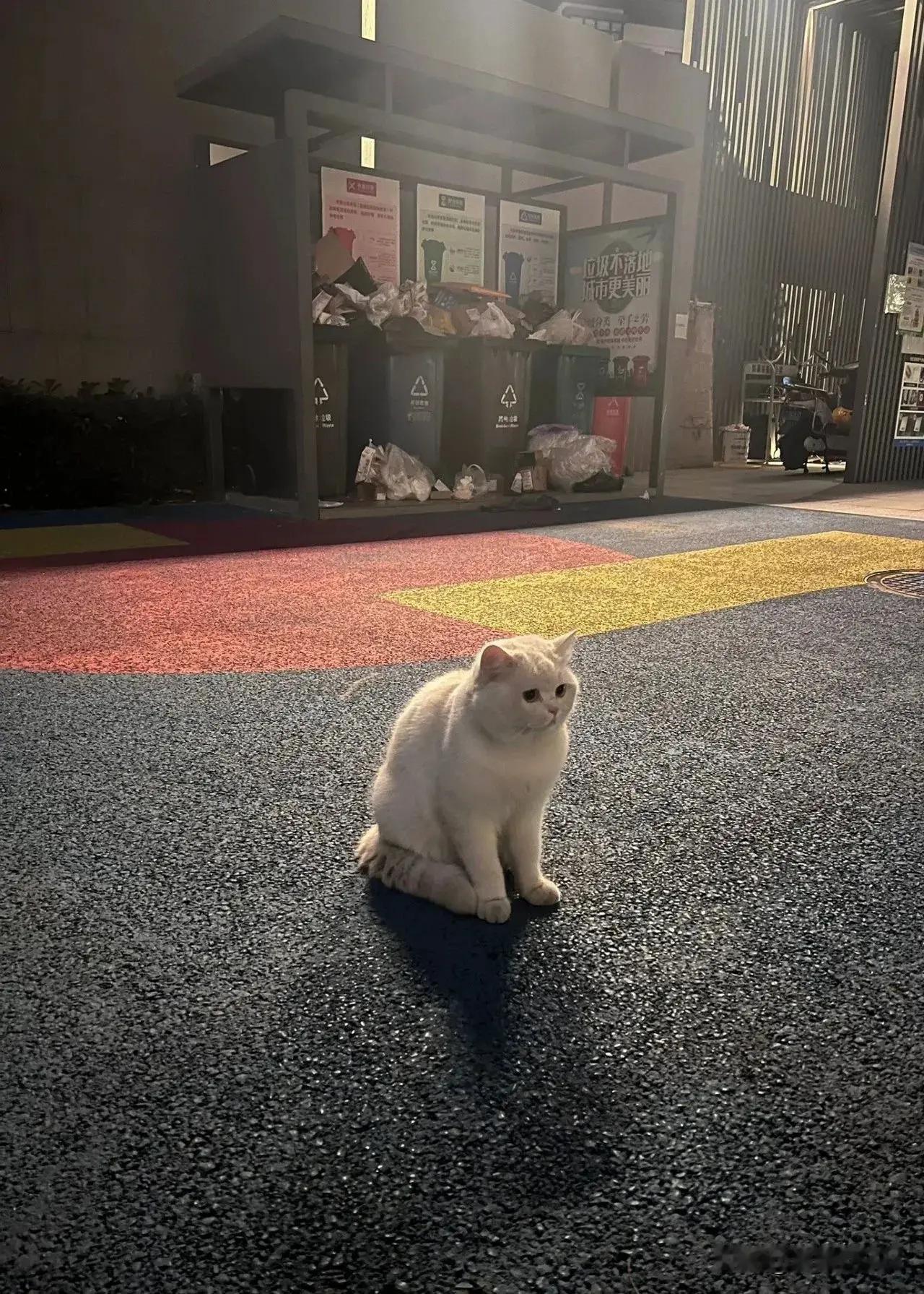 你管这叫流浪猫？