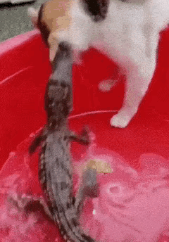 只要名字带个鱼字，就归猫咪管。