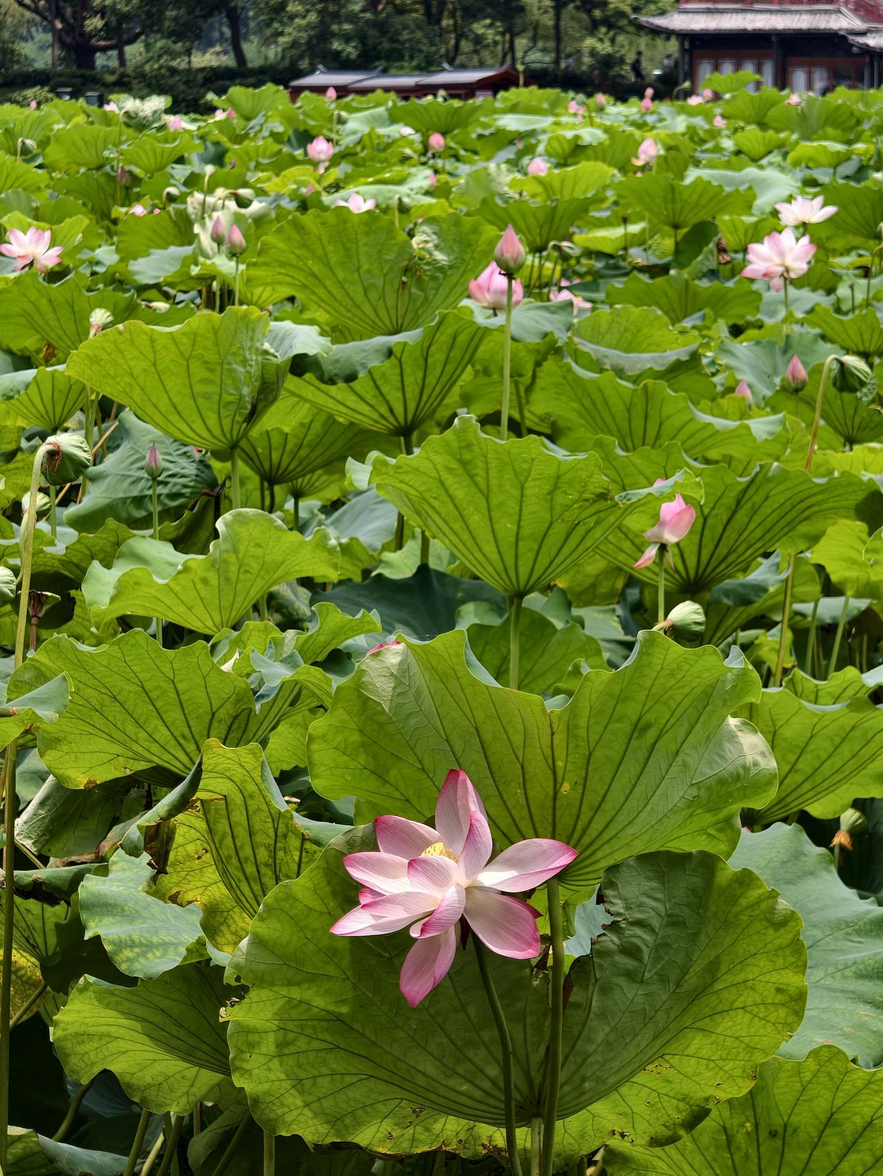游西湖，看不够的荷花。真正领略“接天莲叶无穷碧，映日荷花别样红。”的境界，还是