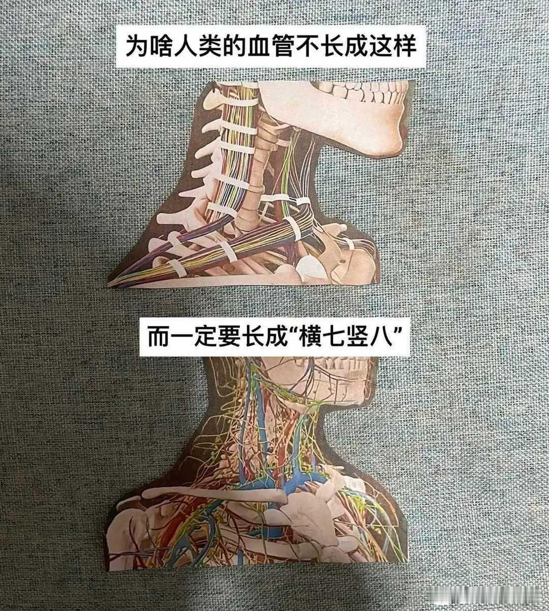 人的血管可不像你想象那样的简单呦！[捂脸哭]
