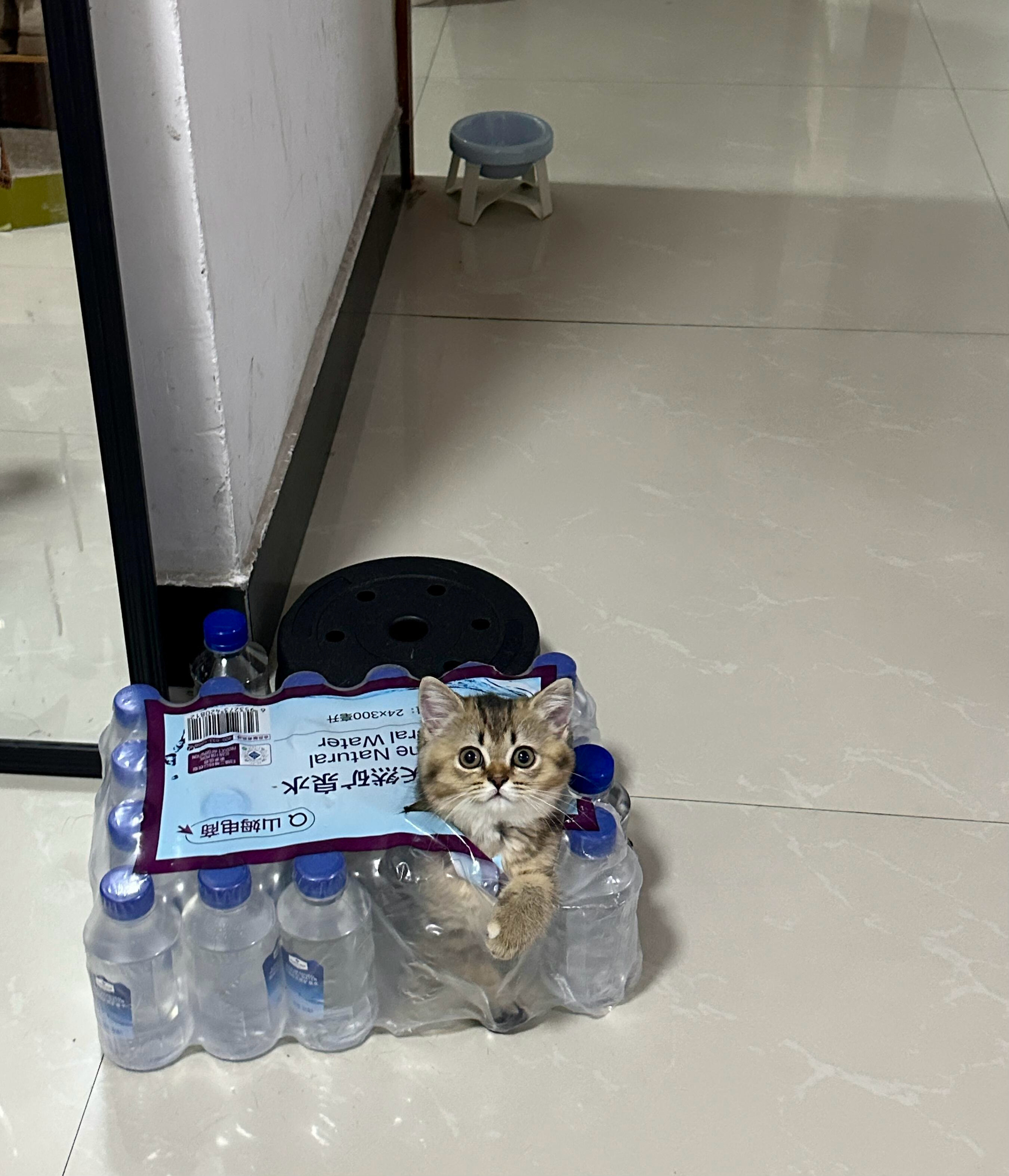 袋子放久了就会生小猫​​​