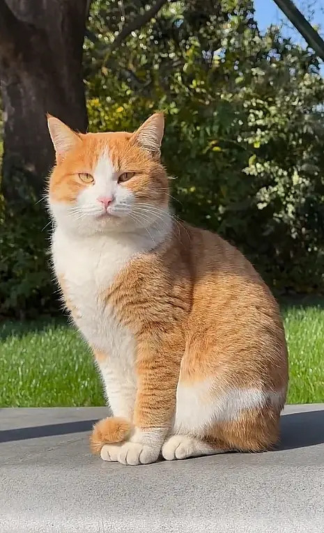 公园里的流浪猫，太喜欢了，早上忍不住又拿出来看一遍[笑着哭]