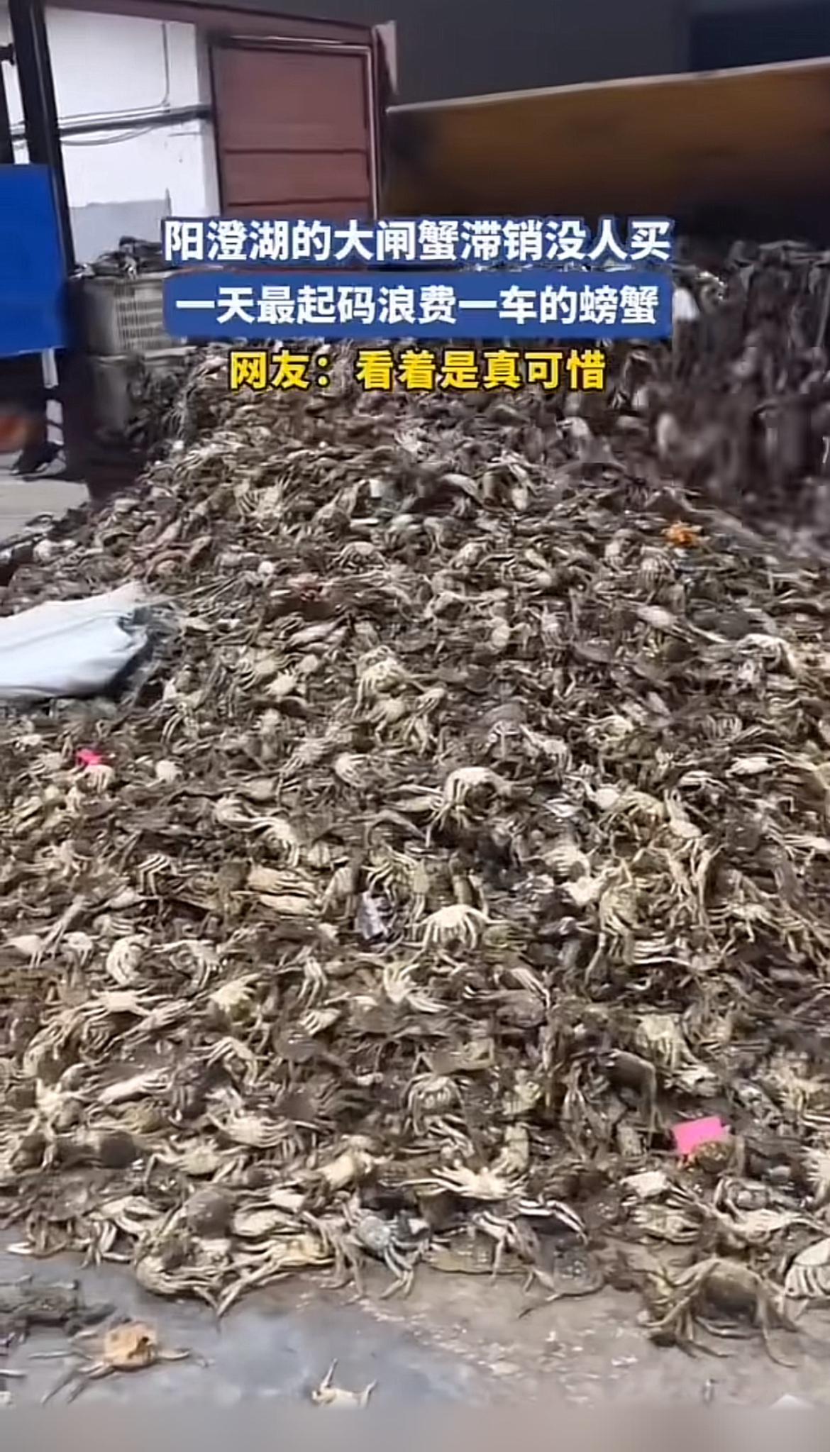 阳澄湖大闸蟹滞销，一天浪费一车，太可惜了！秋天本是吃蟹旺季，往年这时候，大闸蟹备