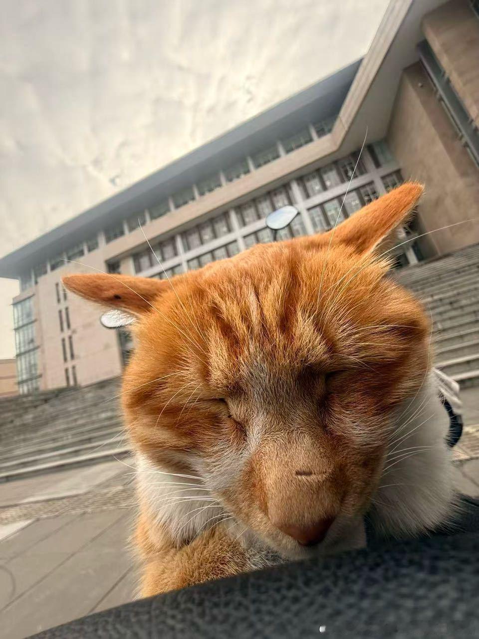 49855【丑猫】外星生物入侵地球