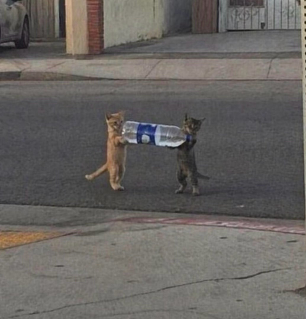 抽象猫猫