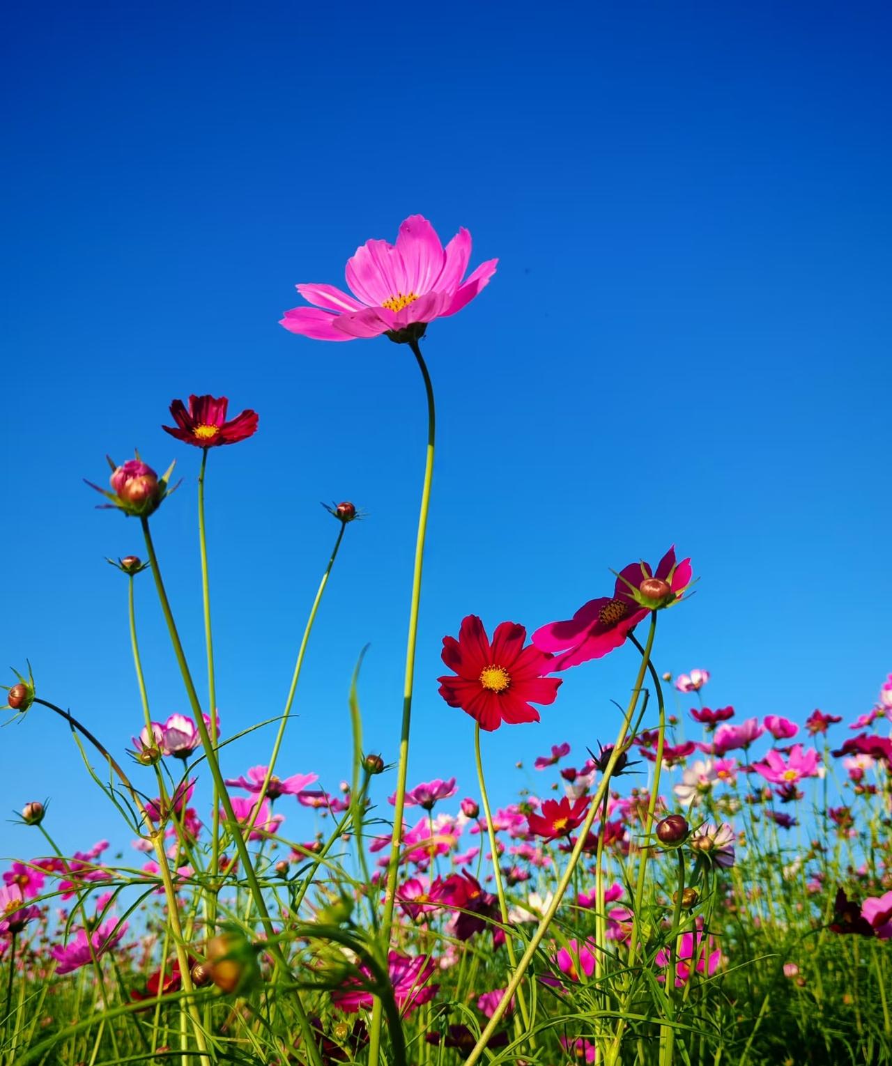 各国女人找男人的需求：1、🏹非洲女人：能打猎就行2、🎎日本女人：是个好男