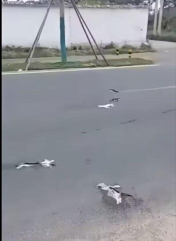 理解为什么地毯的英语叫Carpet了…[捂脸哭]​​​