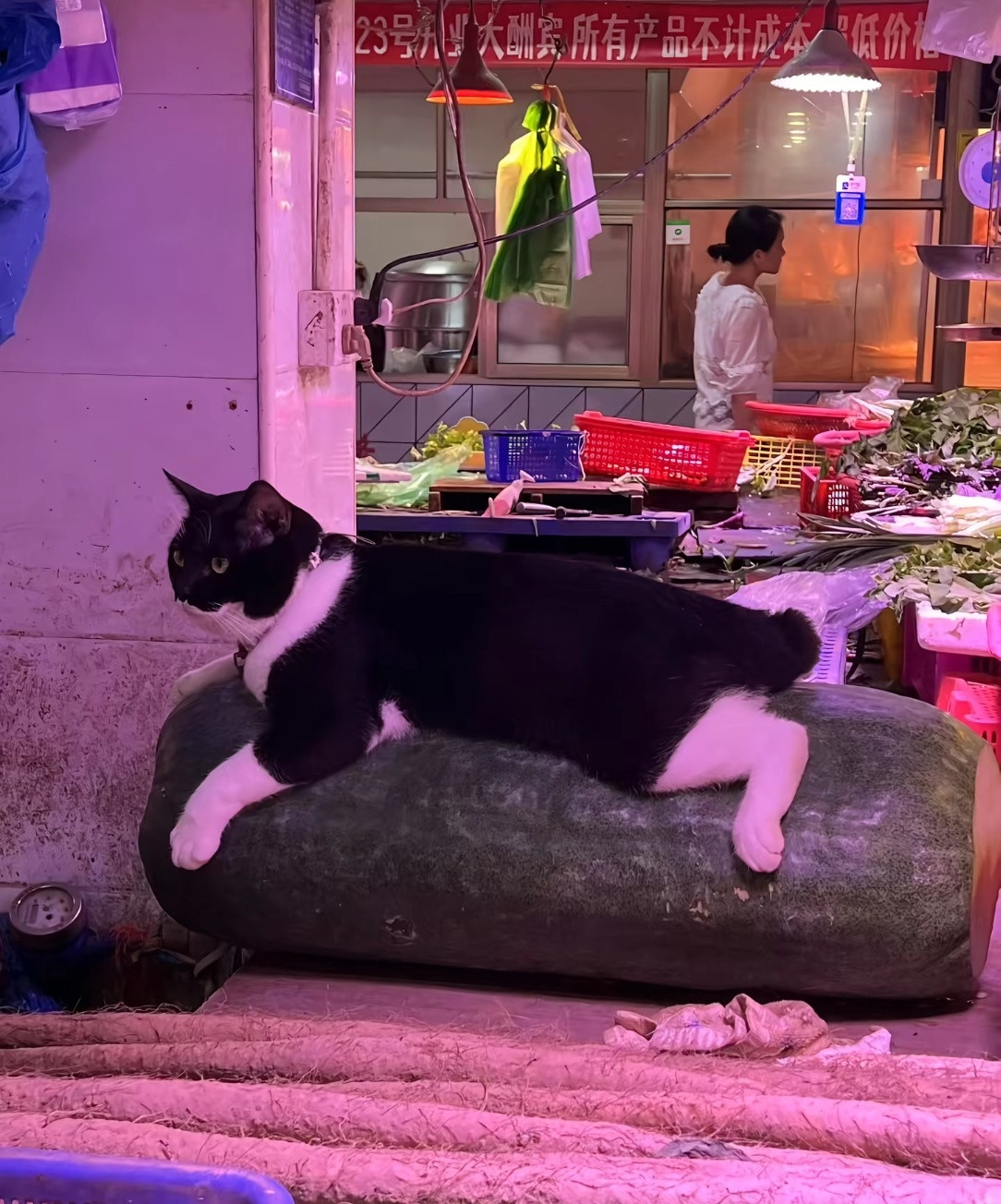 原来小猫也会用冬瓜降温猫猫:别看，这块冬瓜不卖回家也给我的猫咪整个同款[doge]兴