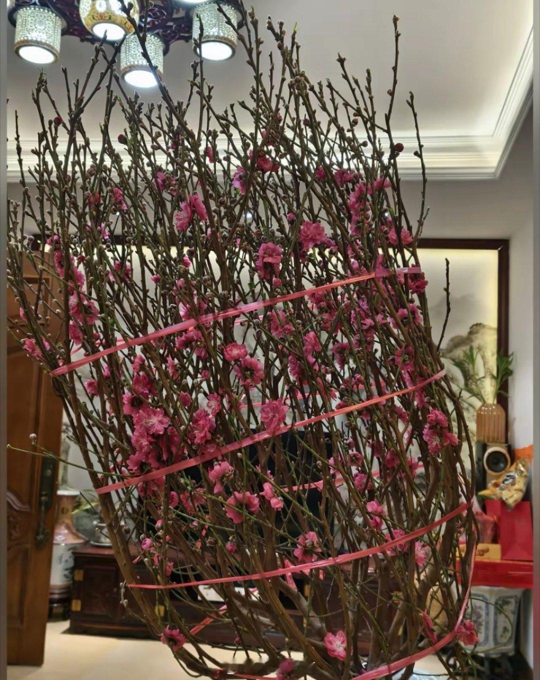 过年行花街，是我在广州最期待的事。今年在荔湾花市，一眼就看中了这株大桃花——枝形