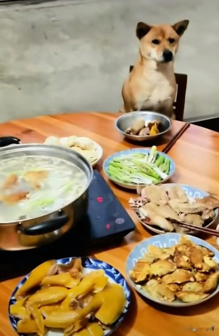 我说怎么老是刷到，狗子上桌和一家人吃饭，还其乐融融，全家给狗子夹菜呢？原来这是一