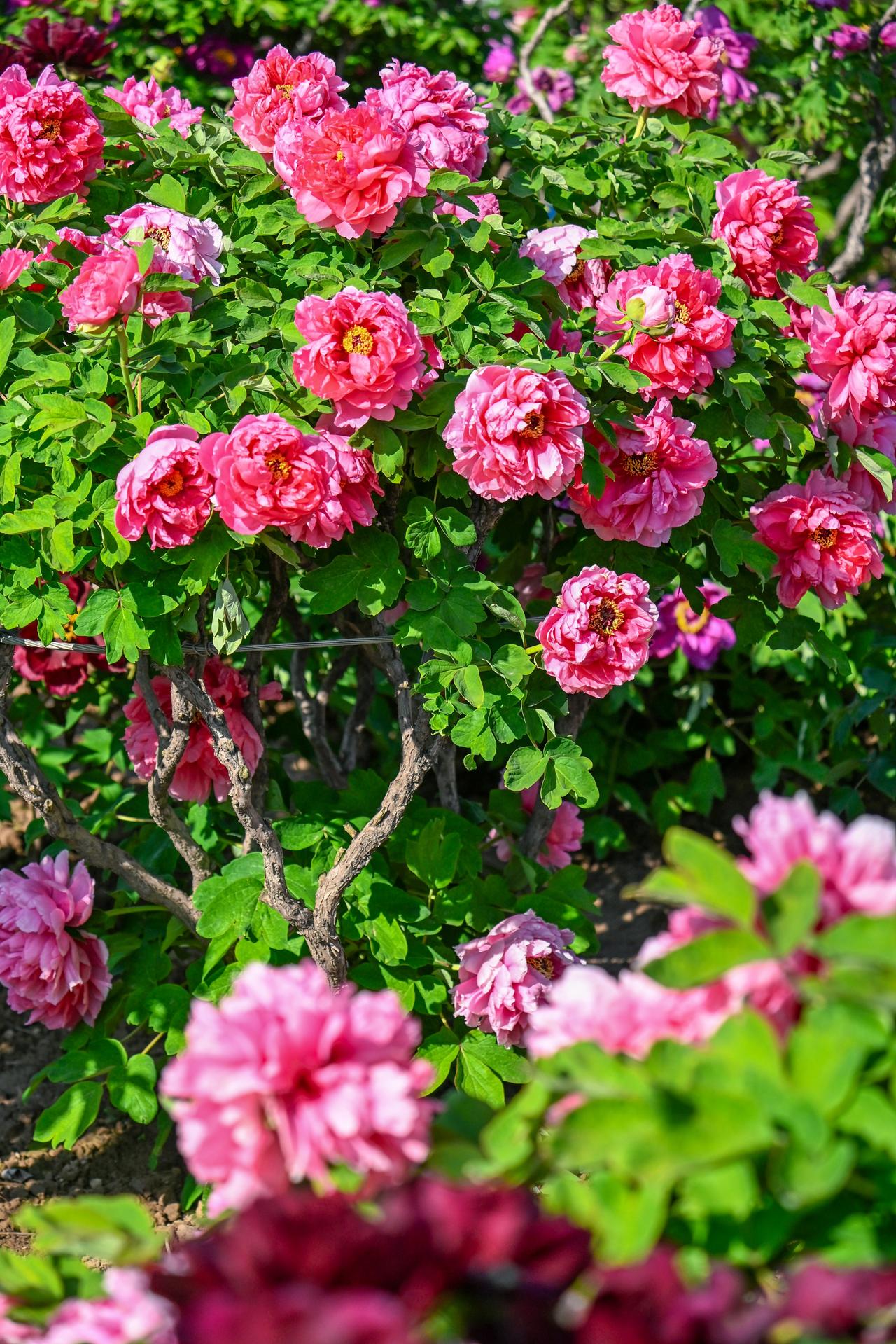 发现宝藏山东当春风轻抚曹州大地，菏泽满城牡丹如约盛开。你知道吗？藏在这座城市里