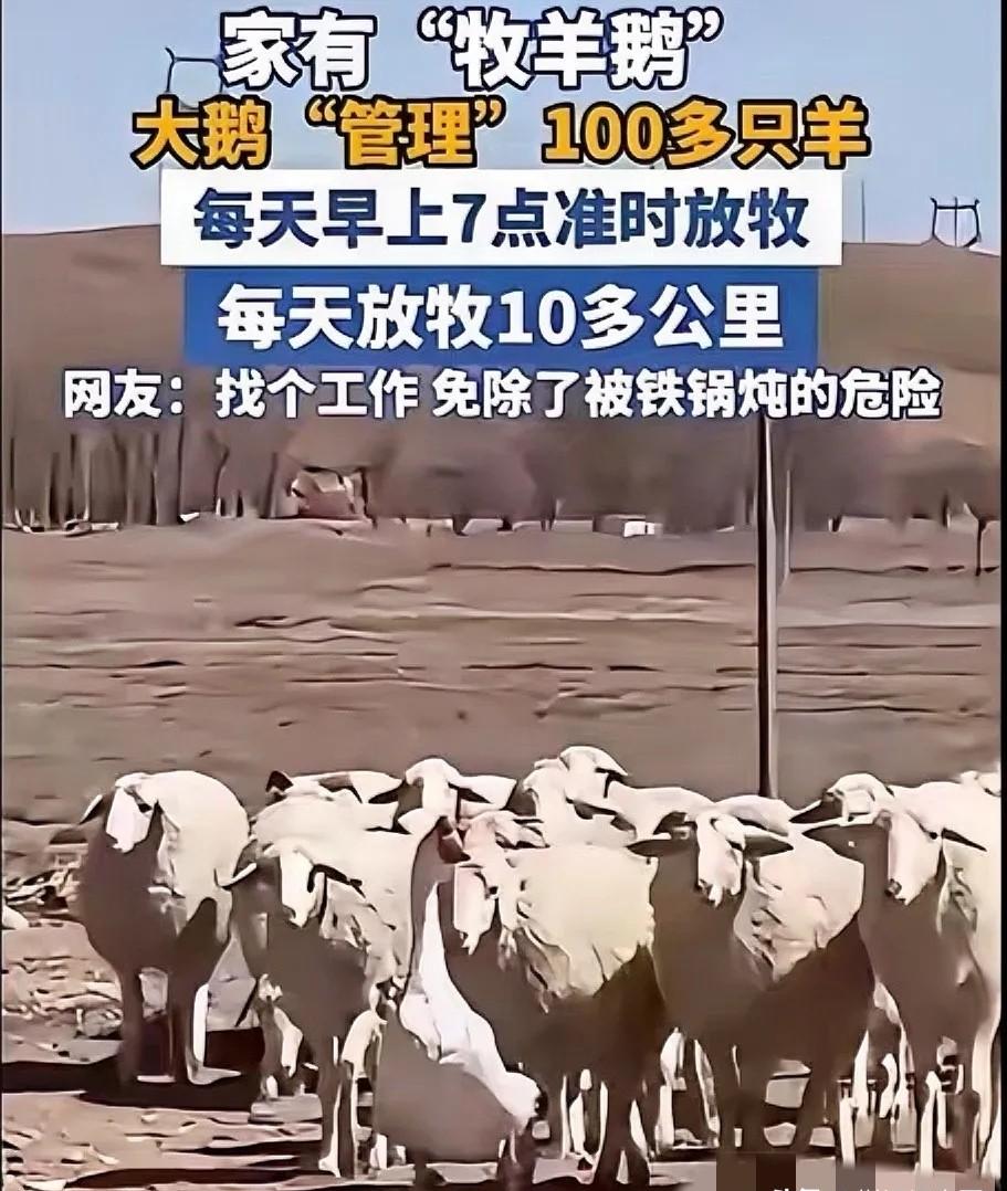 内蒙古一只“打架鹅”逆天改命：被扔进羊圈后不但没被淘汰，反而带队100多只羊放牧