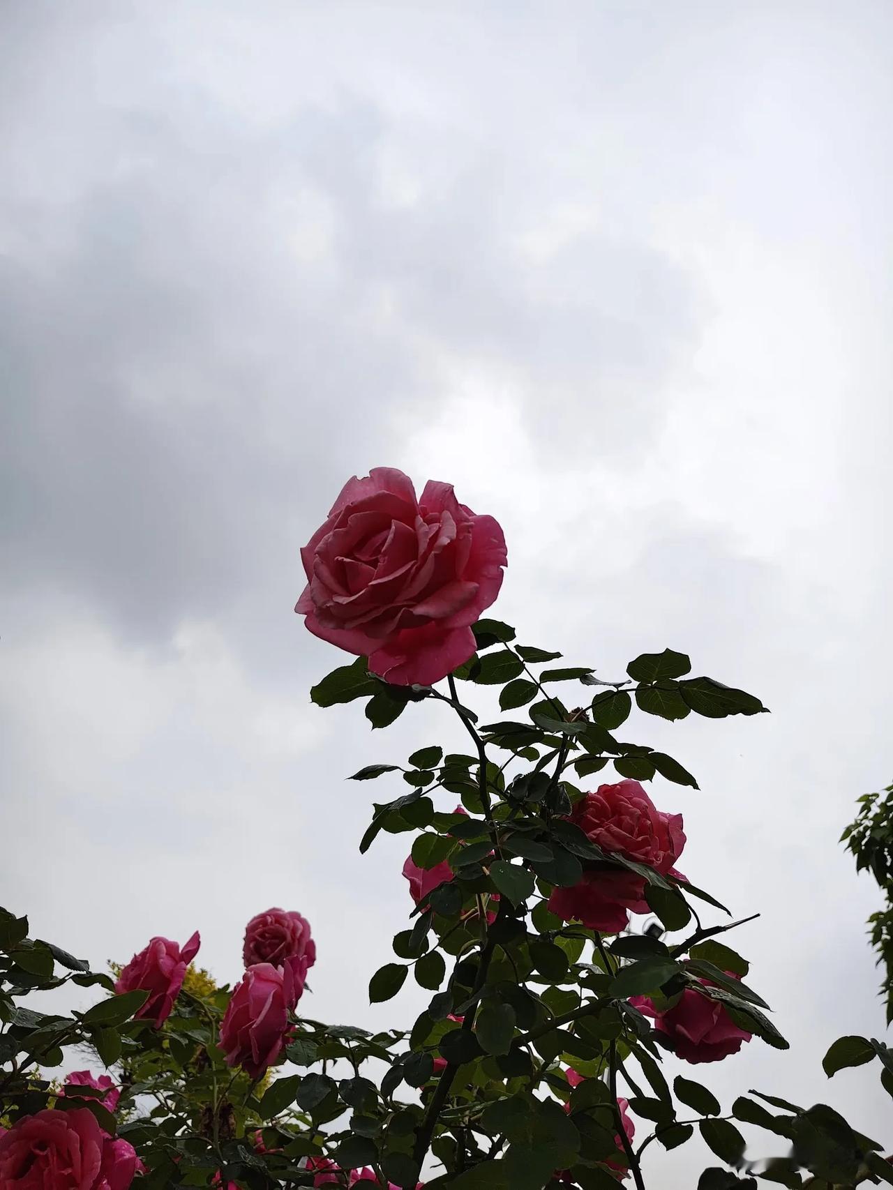 赶集今天去近郊赶集，想买点小葱秧栽在菜园里。集市上挺热闹的，