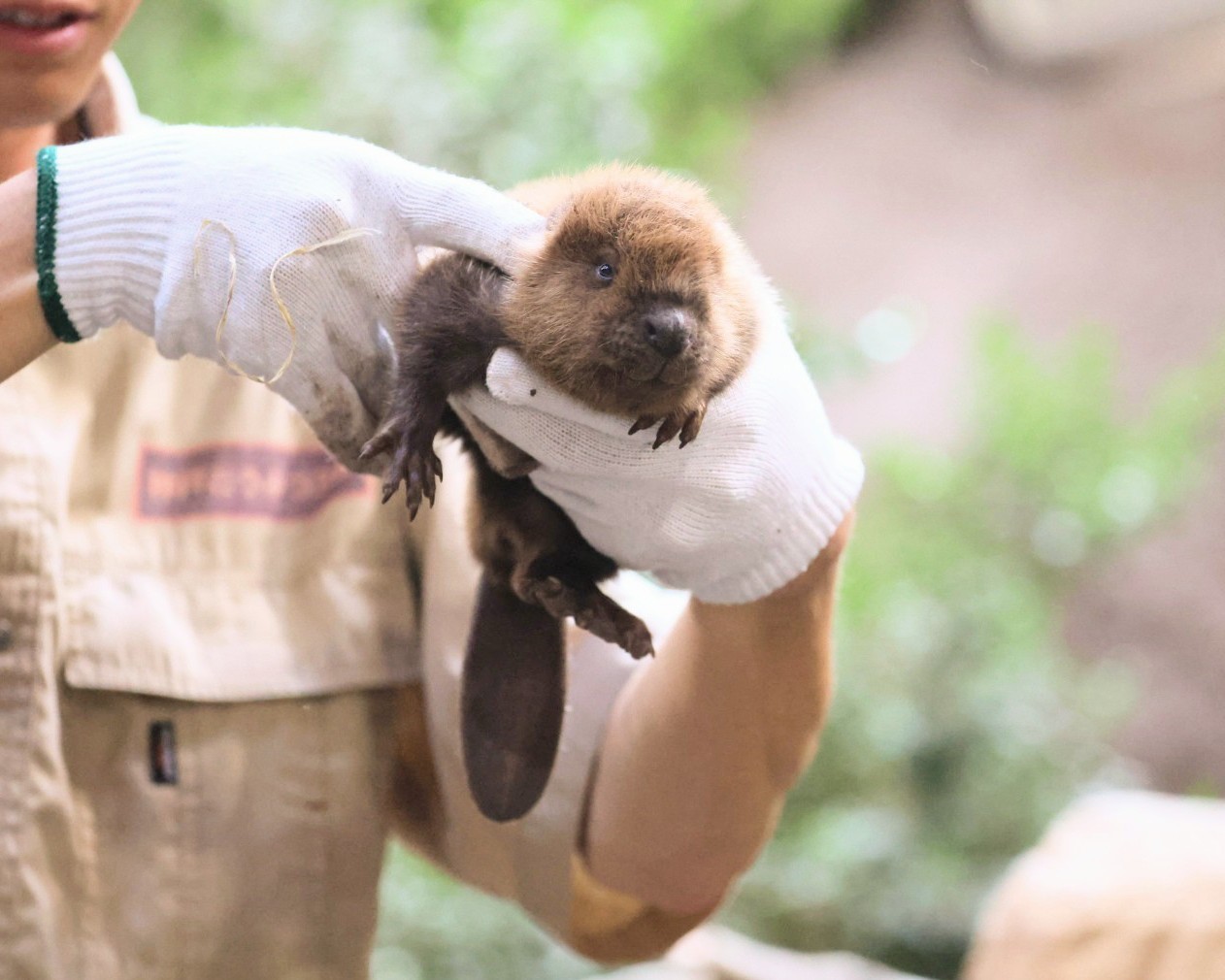 河狸宝宝你已经是一颗可以自理的小猕猴桃了【推：higashiyama5555】