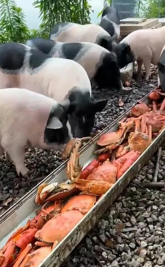我长这么大都没那么放肆过
