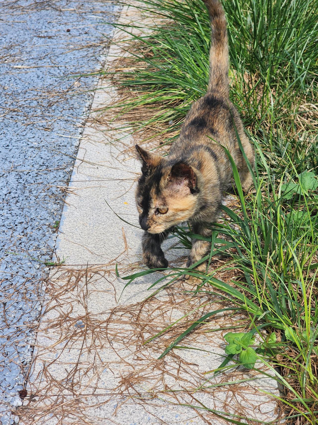 今天出去玩，偶遇一只流浪猫。叫了几声咪咪，没想到它竟然跟了过来。我一