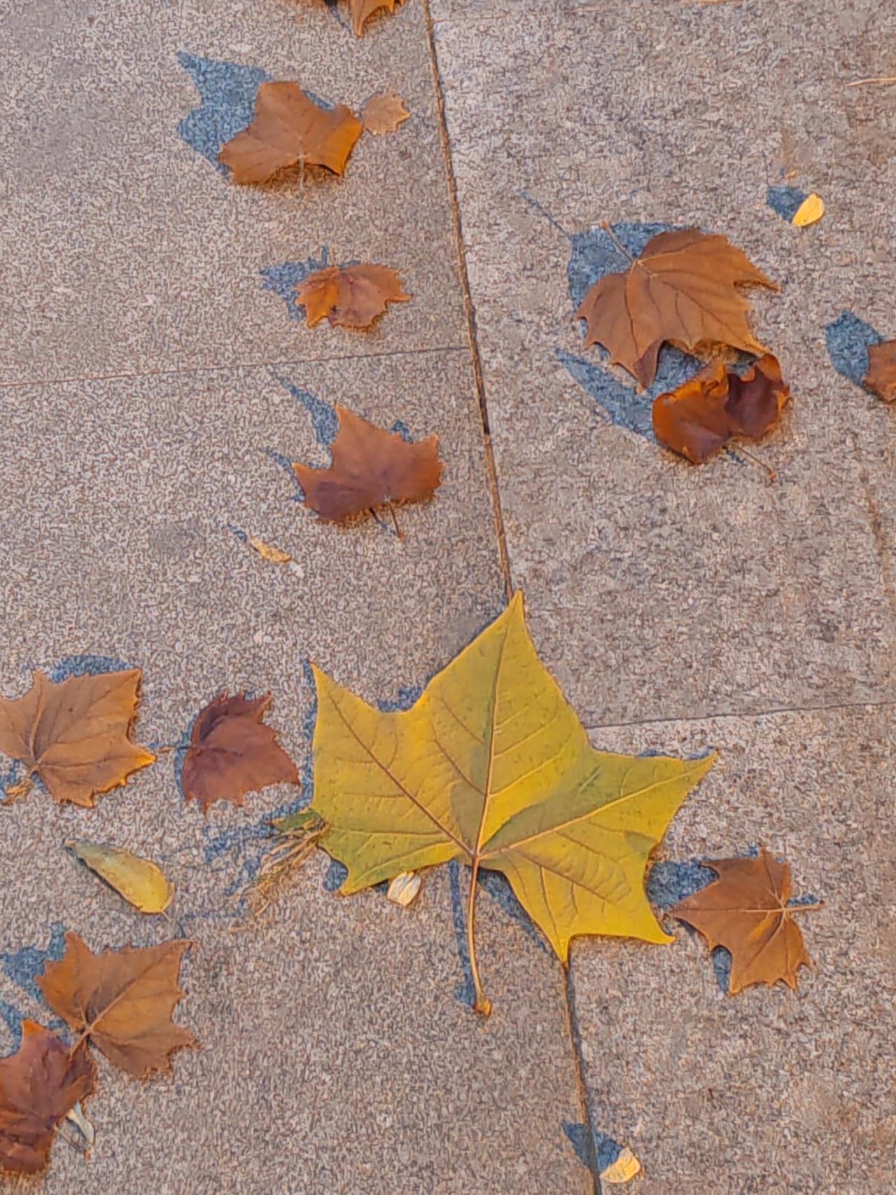 《梧桐大道》梧桐大道景色新，初冬黄叶落纷纷。满目金色铺展去，一路欣喜悦人心。