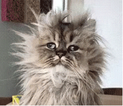 我的天，绝望的盲丝