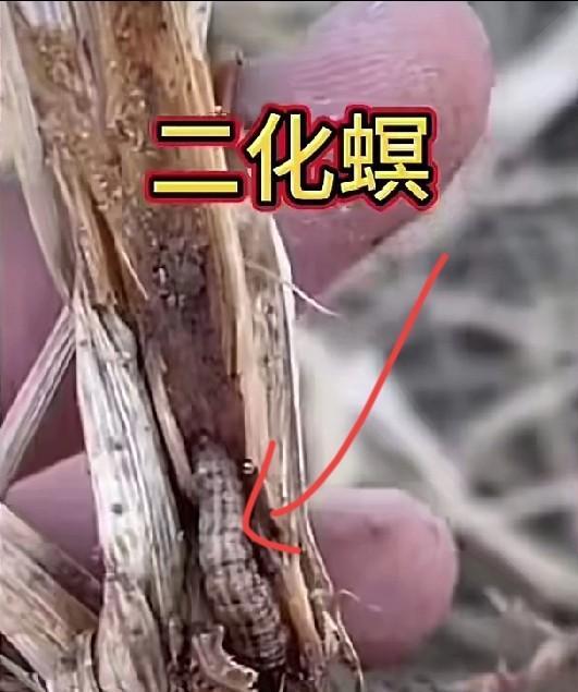 让老农民烧秸秆吧，长时间的粉碎回填土壤它消化不了，时间一长就起这种虫子叫“二化冥