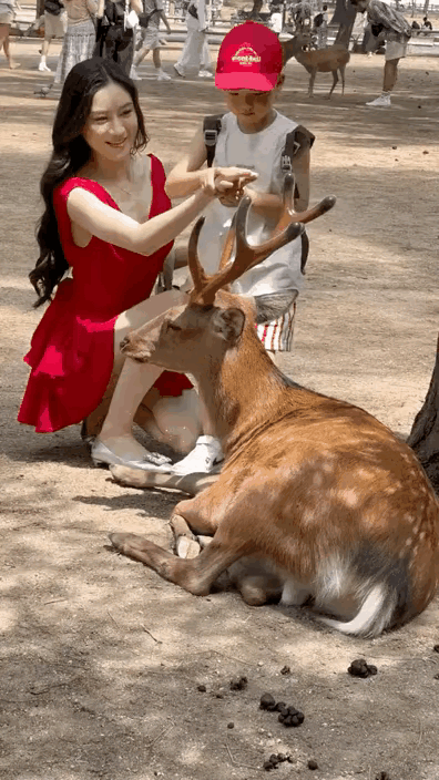 哪里的梅花鹿可以这样摸啊