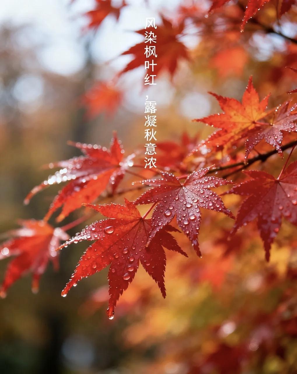 叶落的秋天，让人莫名怀念。秋天是个期待的季节，是个回味的季节，也是思念的季节。