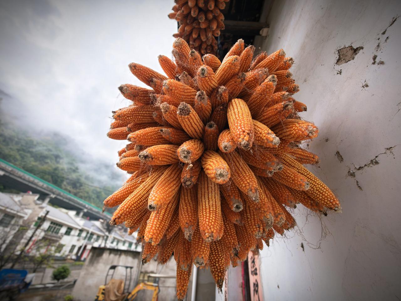 中秋节回陕南老家，看着墙上的玉米和地里的茄子，我不焦虑AI了中秋节回陕南老家