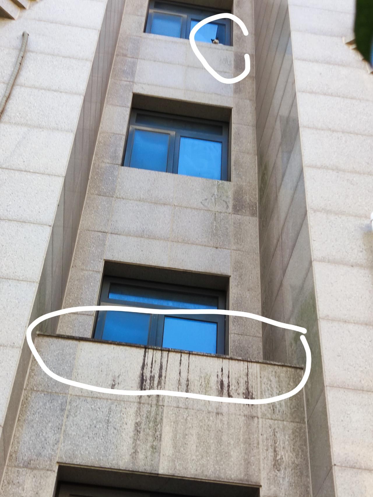 真是惊心动魄！小猫纵身一跃，从五楼跳下，我直接吓呆了，心里直念叨完了完了，肯定摔