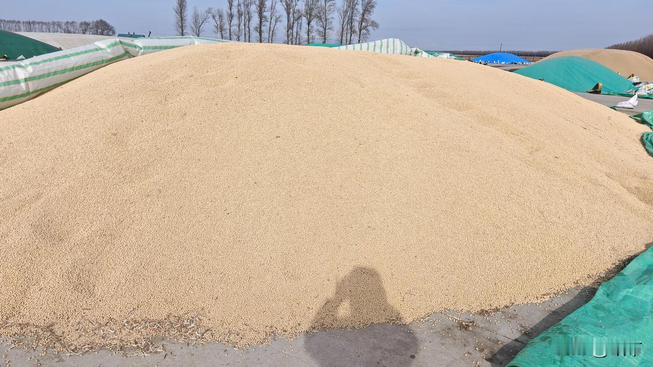 黑龙江虎林地区大豆最新售价，来自一线最真实的消息。大豆是今年的宠儿，尤其高蛋白