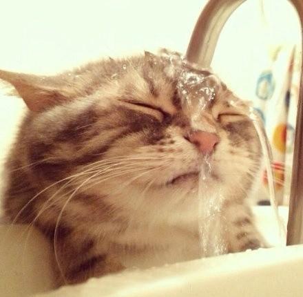 猫咪：喝点水太难了
